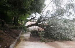 Cayó un árbol sobre la nueva Avenida Alessandro